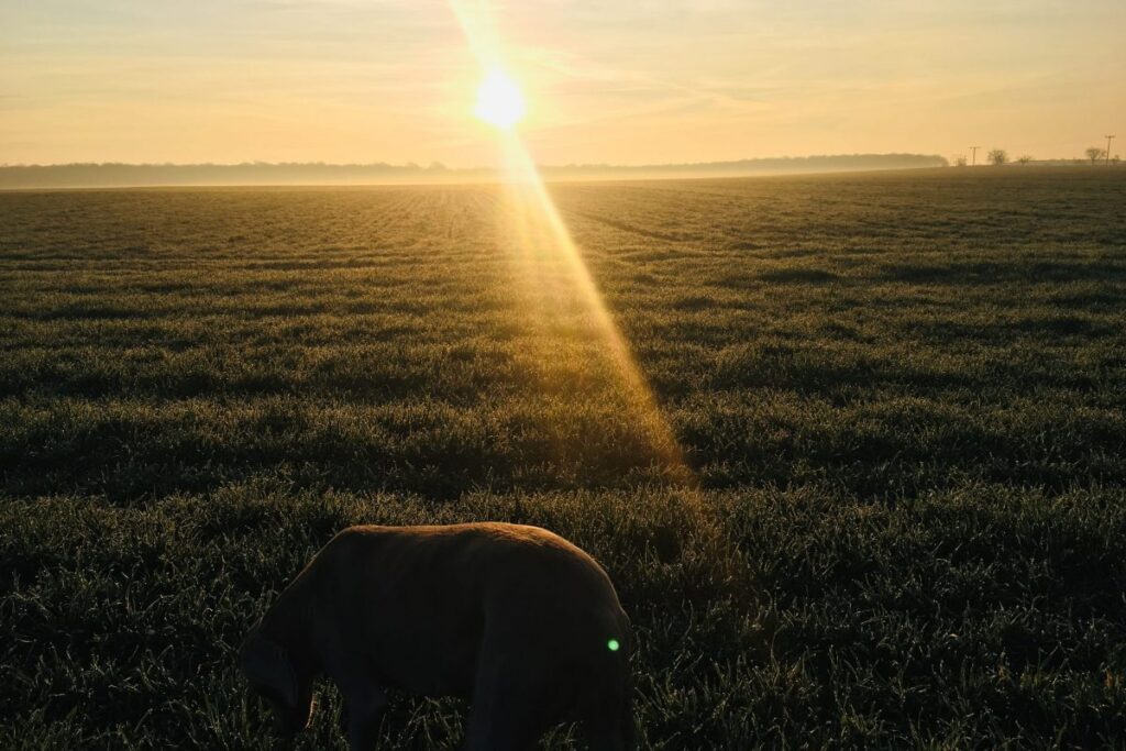 Img 2996 (1)